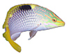 Chckrbrd Wrasse's Avatar