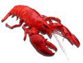 Lobster's Avatar