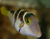 temperatepuffer's Avatar