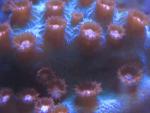 montipora80's Avatar