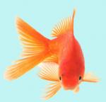 Gold Fish's Avatar