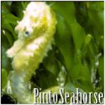 PintoSeahorse's Avatar