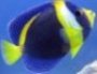 nonstopfishies's Avatar