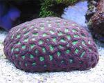 Dr.Brain Coral's Avatar