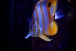 Georges_Reef's Avatar