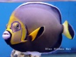 fishsoldseprtly's Avatar