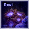 flycut's Avatar