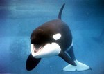 predatory_orca's Avatar