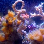 Care of Large Polyp Non-Photosynthetic Corals - Reef Central Online ...