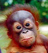 OranguTang's Avatar