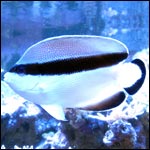 dnsfpl's Avatar