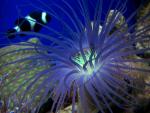 New blue sponge - Reef Central Online Community